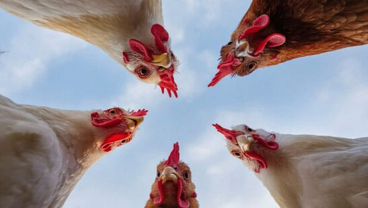 Как считается производительность и площадь линии убоя птицы